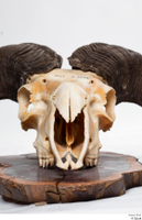 Skull Mouflon Ovis orientalis head horns skull 0001.jpg
